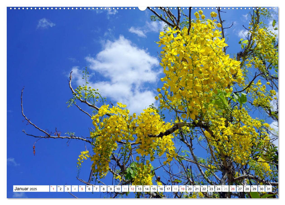 Blüten-Zauber - Naturparadies Kuba (CALVENDO Wandkalender 2025)