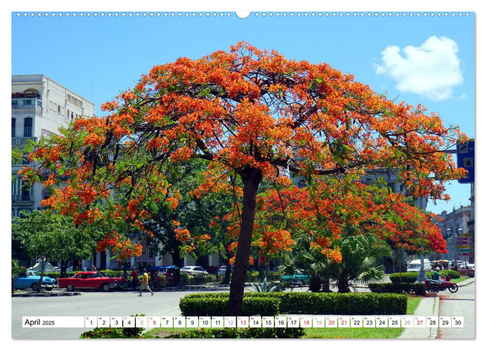 Blüten-Zauber - Naturparadies Kuba (CALVENDO Wandkalender 2025)