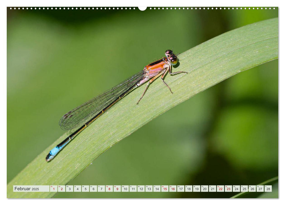 Farbenvolle Pracht der Libellen (CALVENDO Premium Wandkalender 2025)