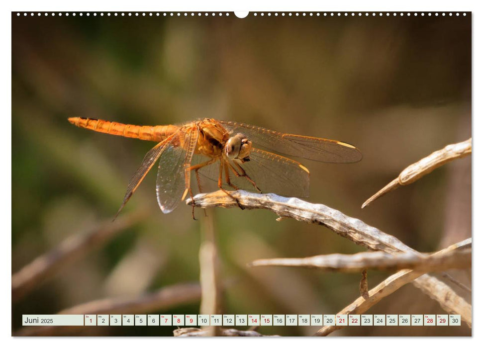 Farbenvolle Pracht der Libellen (CALVENDO Premium Wandkalender 2025)