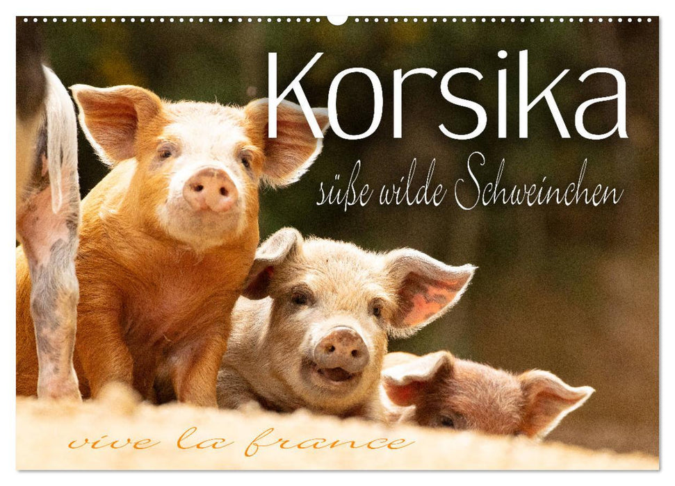 Korsika - süße, wilde Schweinchen (CALVENDO Wandkalender 2025)