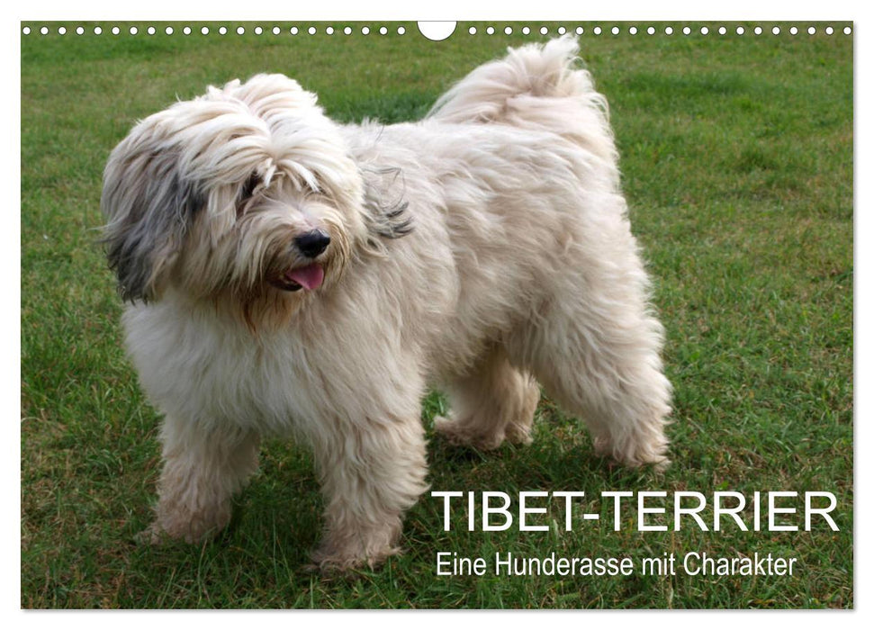 Tibet-Terrier - Eine Hunderasse mit Charakter (CALVENDO Wandkalender 2025)