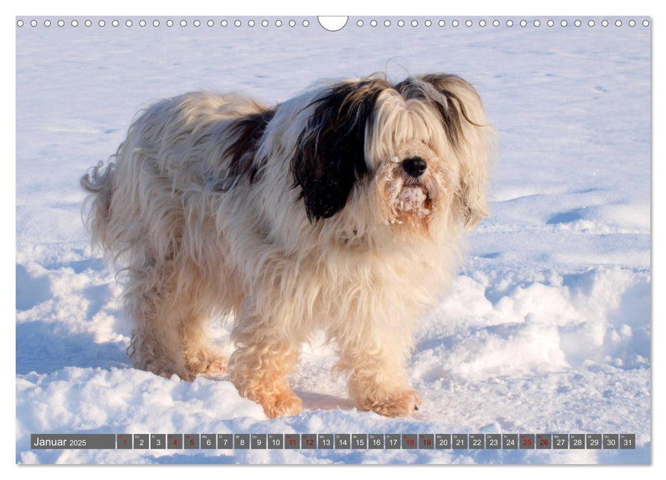 Tibet-Terrier - Eine Hunderasse mit Charakter (CALVENDO Wandkalender 2025)