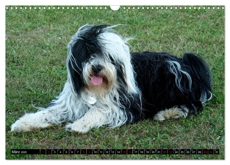 Tibet-Terrier - Eine Hunderasse mit Charakter (CALVENDO Wandkalender 2025)