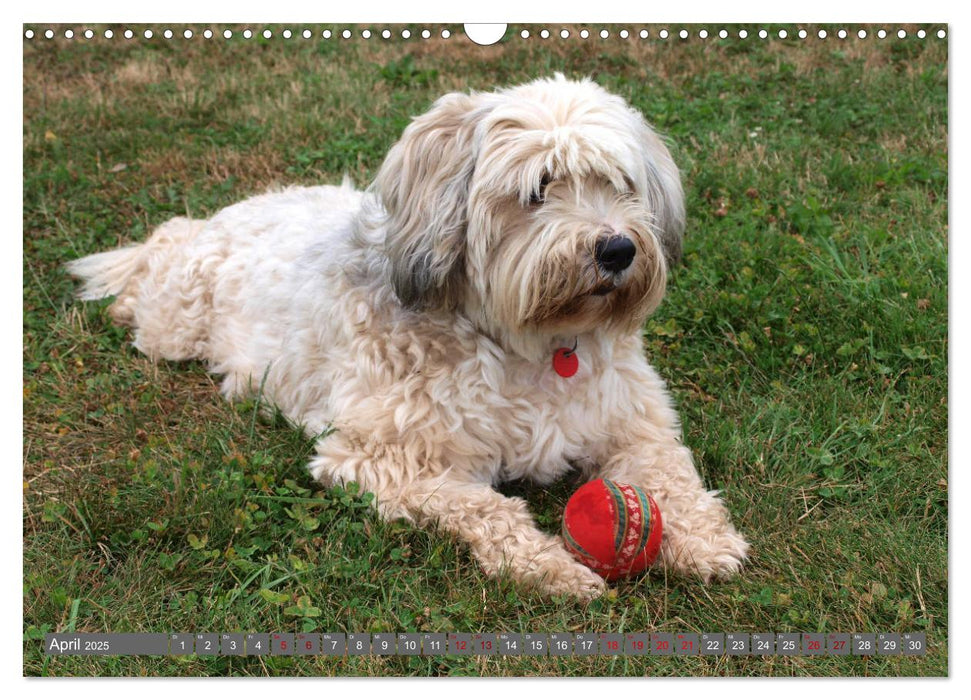 Tibet-Terrier - Eine Hunderasse mit Charakter (CALVENDO Wandkalender 2025)