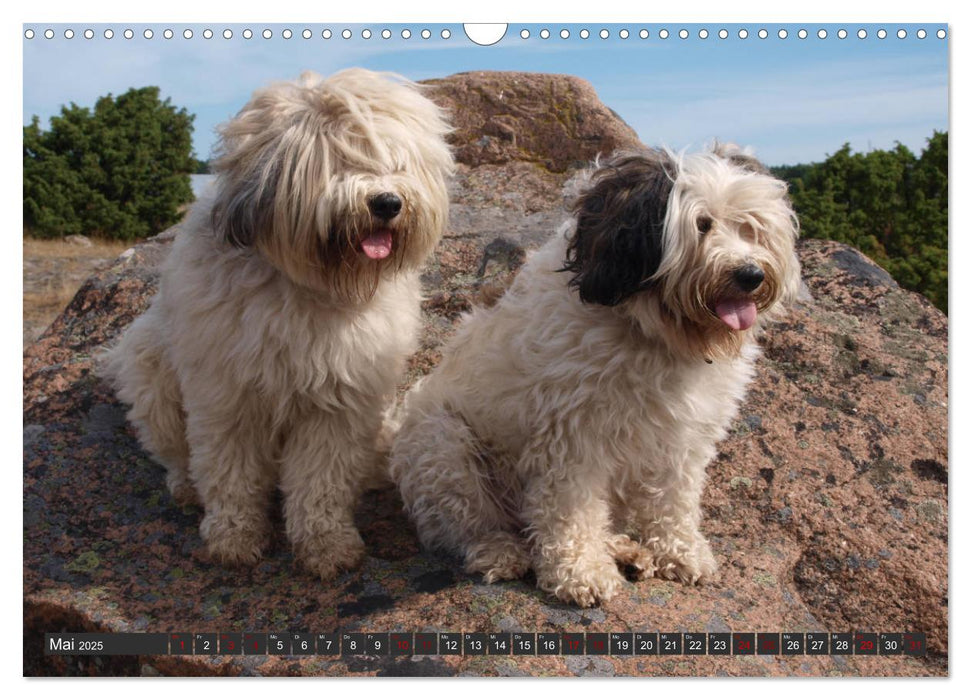 Tibet-Terrier - Eine Hunderasse mit Charakter (CALVENDO Wandkalender 2025)