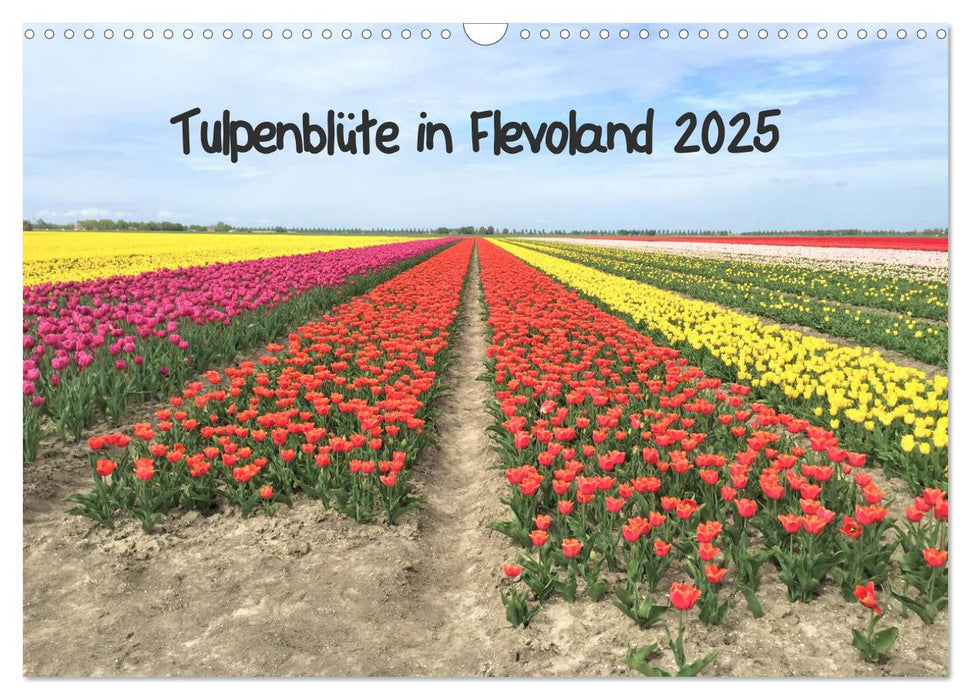 Tulpenblüte in Flevoland 2025 (CALVENDO Wandkalender 2025)