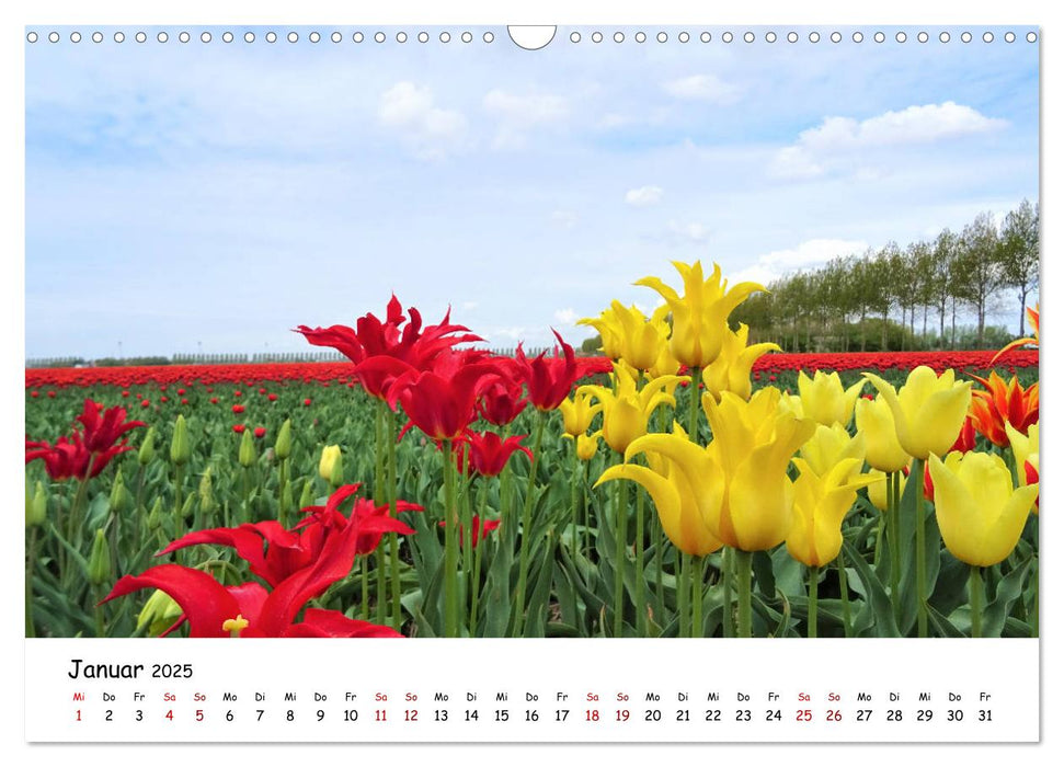 Tulpenblüte in Flevoland 2025 (CALVENDO Wandkalender 2025)