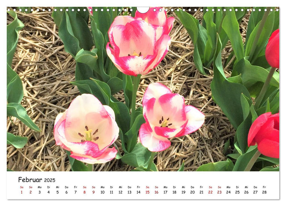 Tulpenblüte in Flevoland 2025 (CALVENDO Wandkalender 2025)