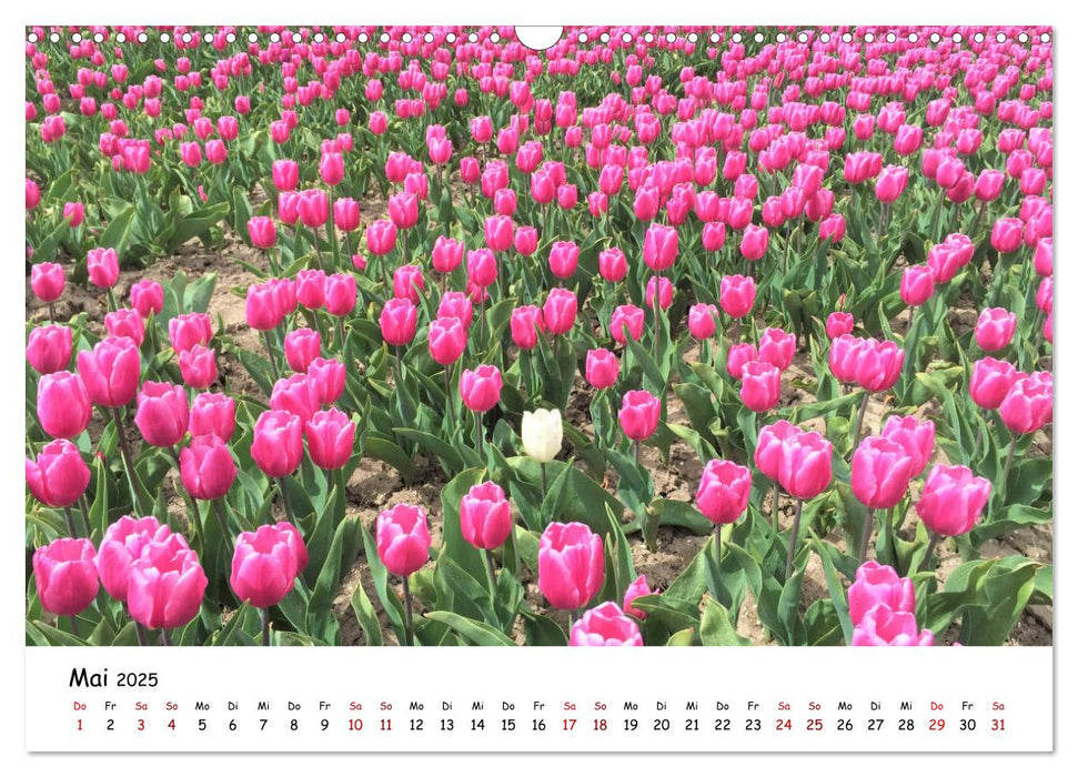 Tulpenblüte in Flevoland 2025 (CALVENDO Wandkalender 2025)