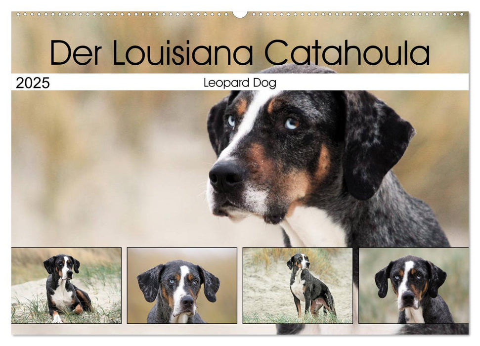 Der Louisiana Catahoula Leopard Dog (CALVENDO Wandkalender 2025)