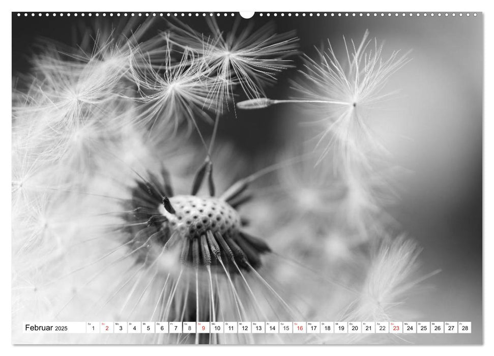 Pusteblumenzauber in schwarzweiß (CALVENDO Premium Wandkalender 2025)