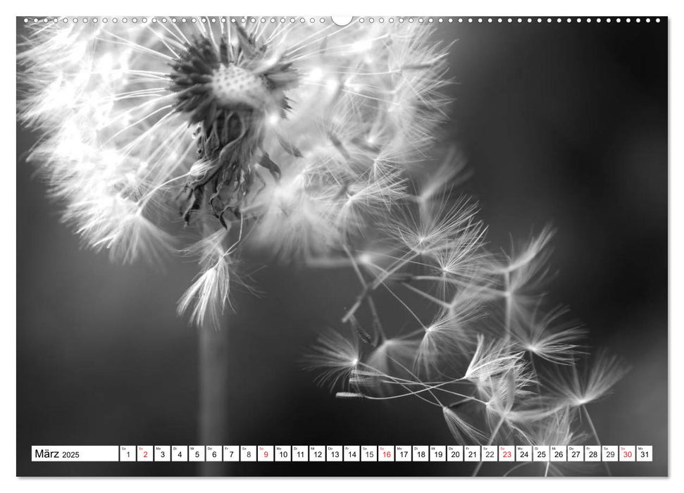 Pusteblumenzauber in schwarzweiß (CALVENDO Premium Wandkalender 2025)