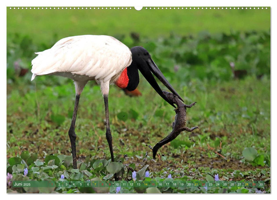 Vogelparadies Pantanal (CALVENDO Wandkalender 2025)