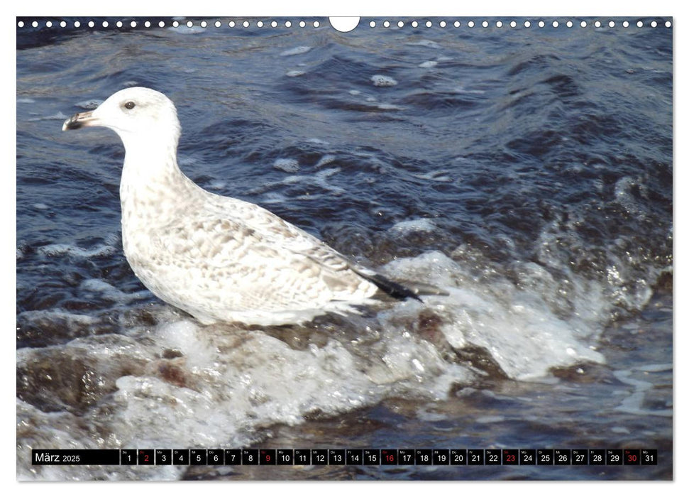 Auszeit Ostsee (CALVENDO Wandkalender 2025)