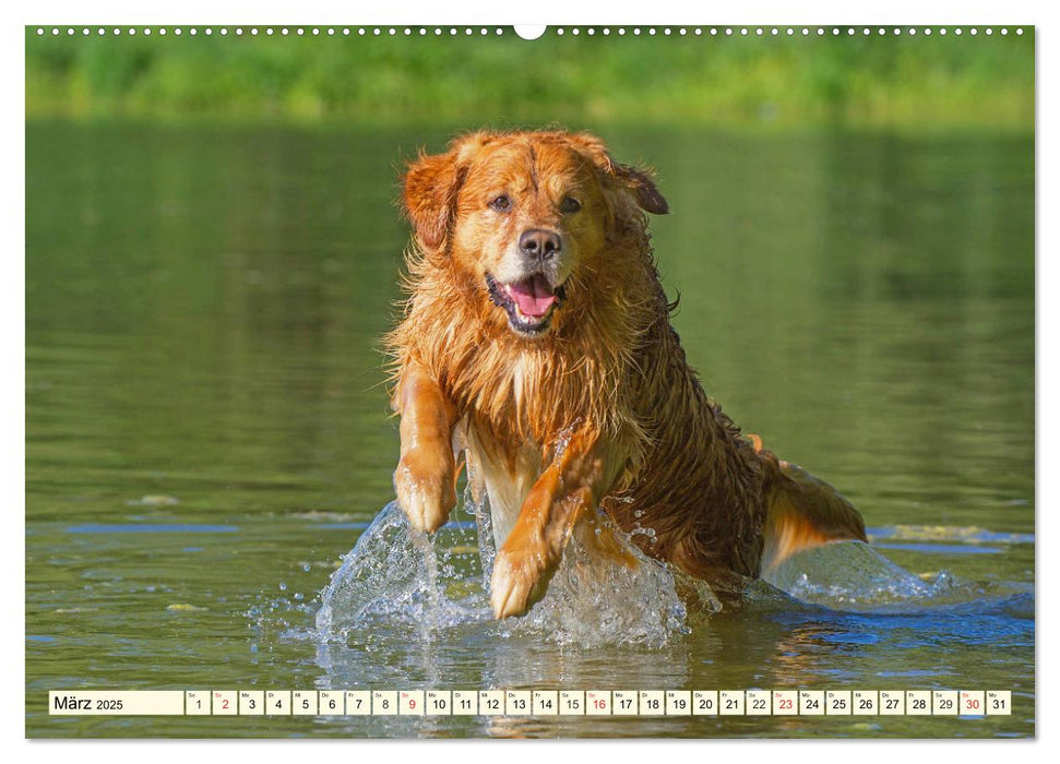 Golden Retriever - Freunde auf 4 Pfoten (CALVENDO Premium Wandkalender 2025)