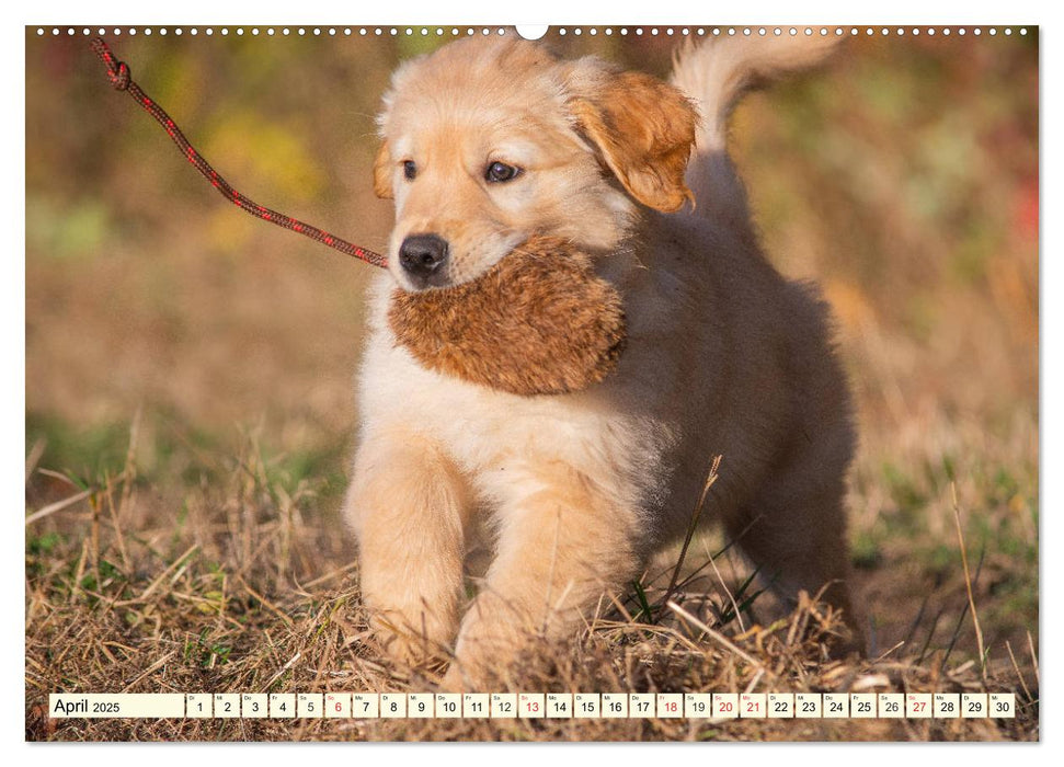 Golden Retriever - Freunde auf 4 Pfoten (CALVENDO Premium Wandkalender 2025)