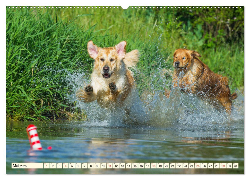 Golden Retriever - Freunde auf 4 Pfoten (CALVENDO Premium Wandkalender 2025)