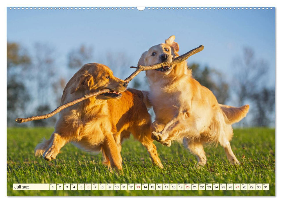 Golden Retriever - Freunde auf 4 Pfoten (CALVENDO Premium Wandkalender 2025)