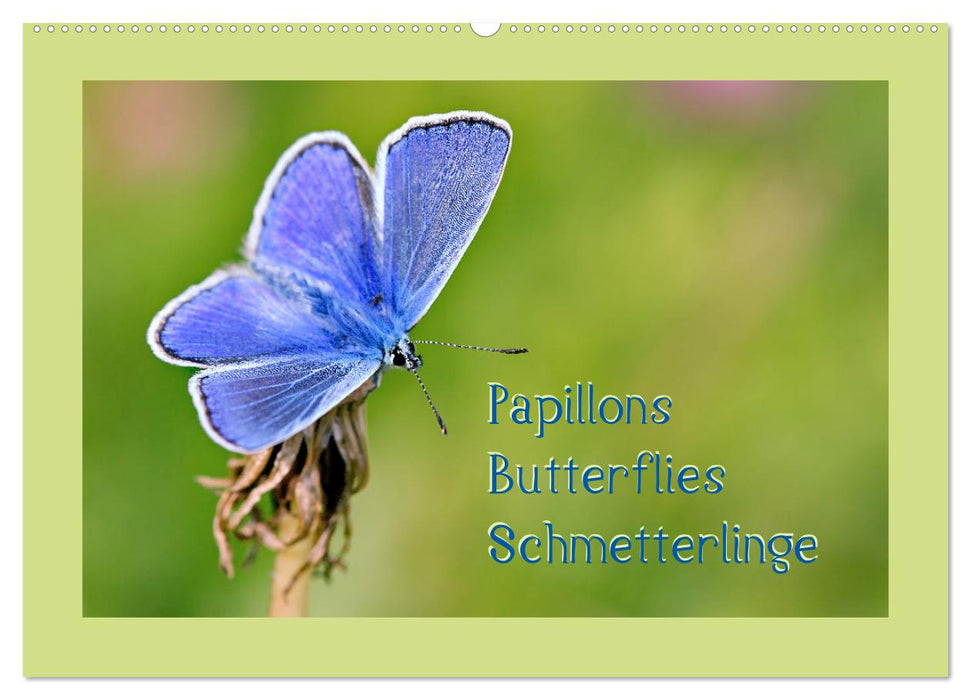 Papillons-Butterflies-Schmetterlinge (CALVENDO Wandkalender 2025)