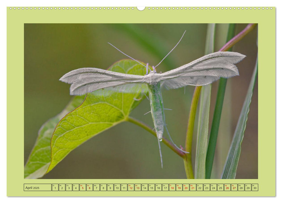 Papillons-Butterflies-Schmetterlinge (CALVENDO Wandkalender 2025)