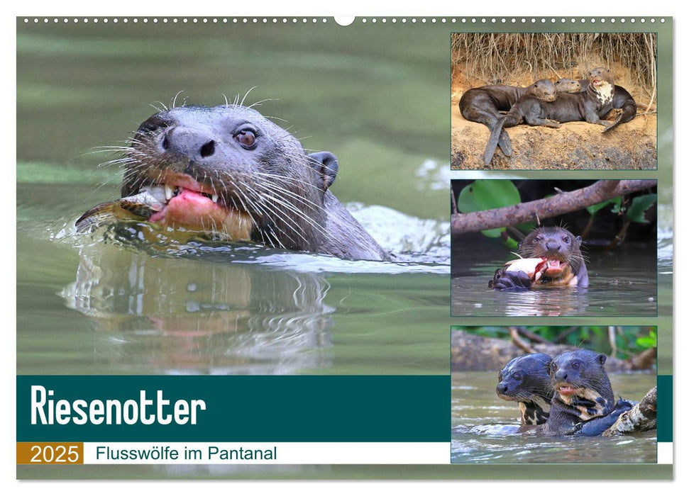 Riesenotter - Flusswölfe im Pantanal (CALVENDO Wandkalender 2025)