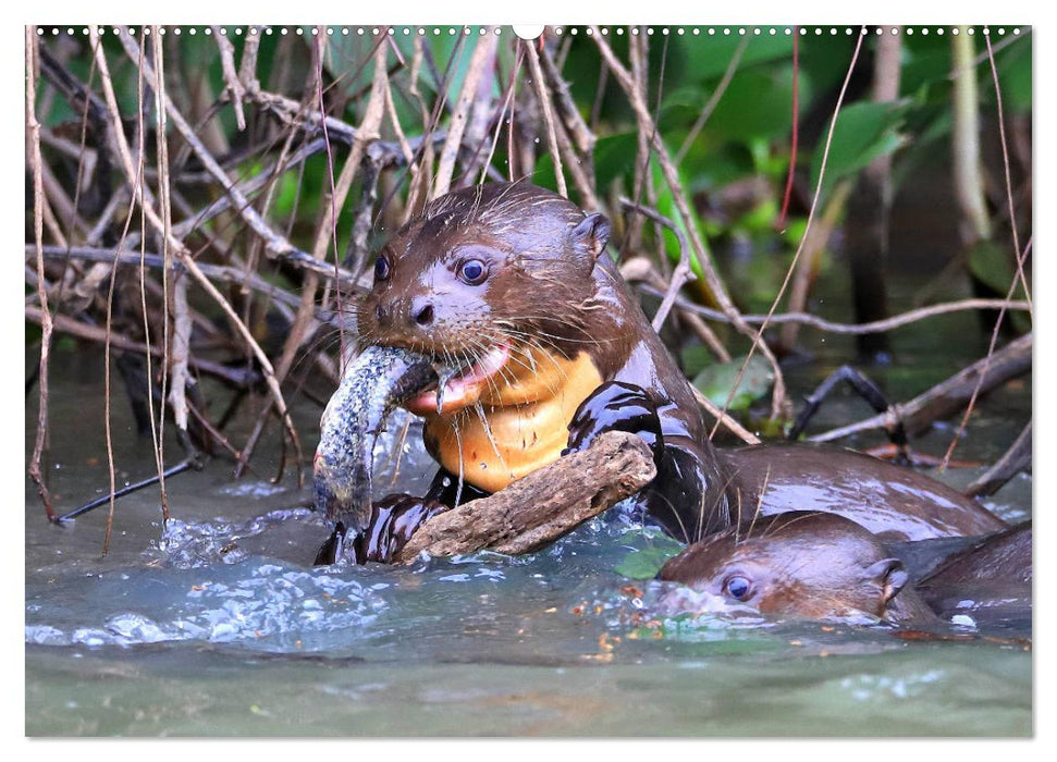 Riesenotter - Flusswölfe im Pantanal (CALVENDO Wandkalender 2025)