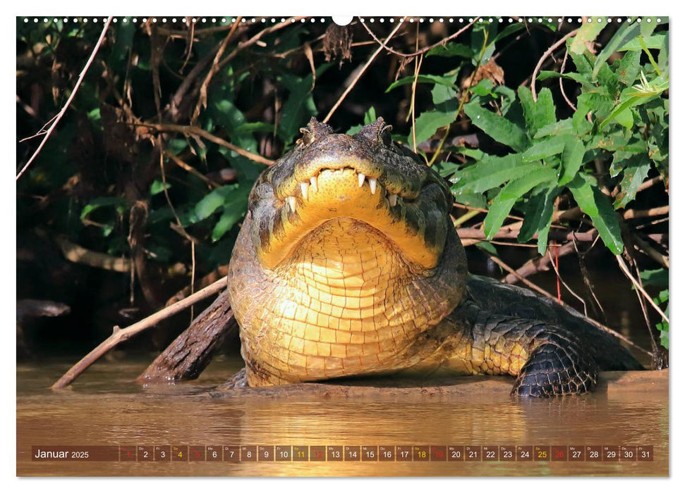 Krokodile in der Wildnis (CALVENDO Wandkalender 2025)