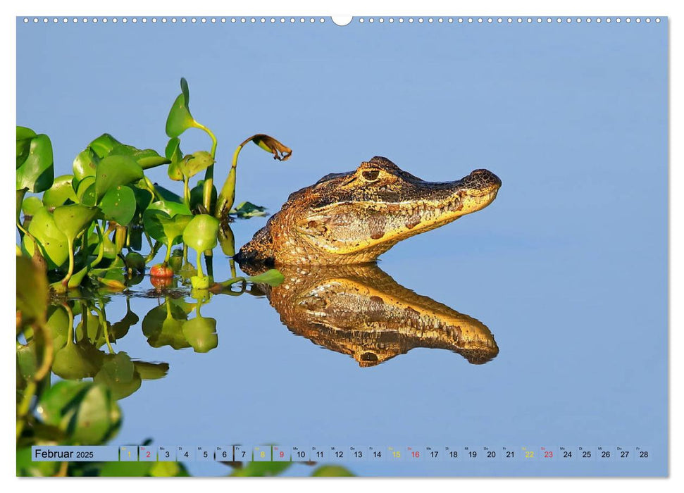 Krokodile in der Wildnis (CALVENDO Wandkalender 2025)