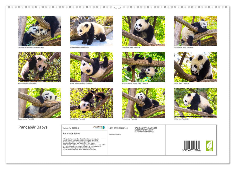 Pandabär Babys (CALVENDO Premium Wandkalender 2025)