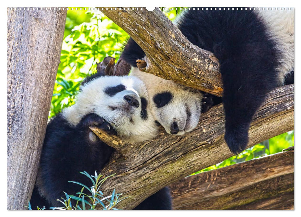 Pandabär Babys (CALVENDO Premium Wandkalender 2025)