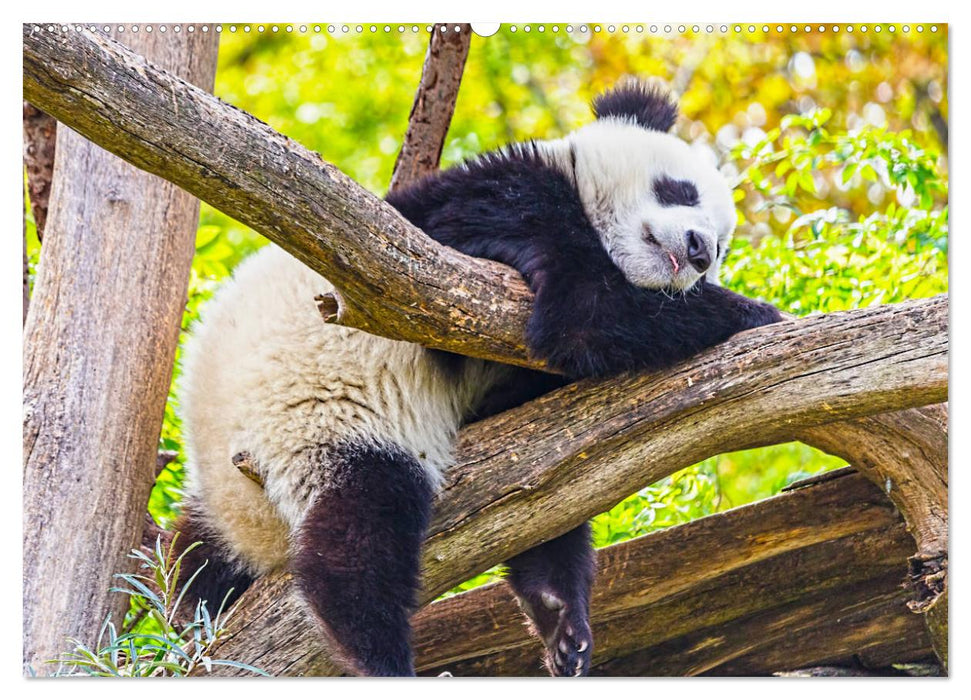 Pandabär Babys (CALVENDO Premium Wandkalender 2025)