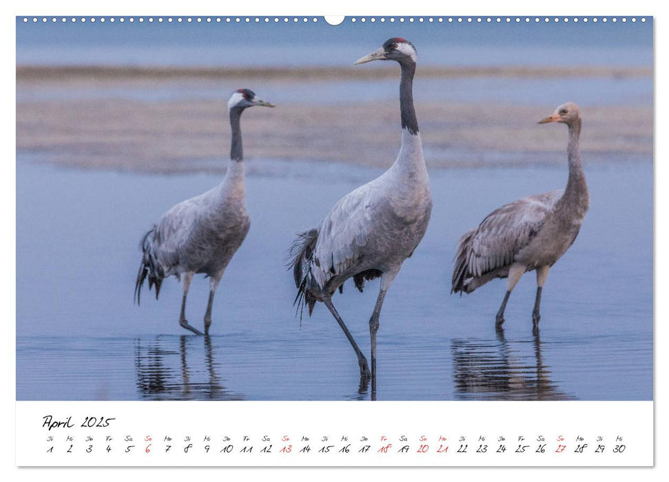 Kraniche am Schlafplatz - im Naturparadies der Mecklenburgischen Seenplatte (CALVENDO Premium Wandkalender 2025)