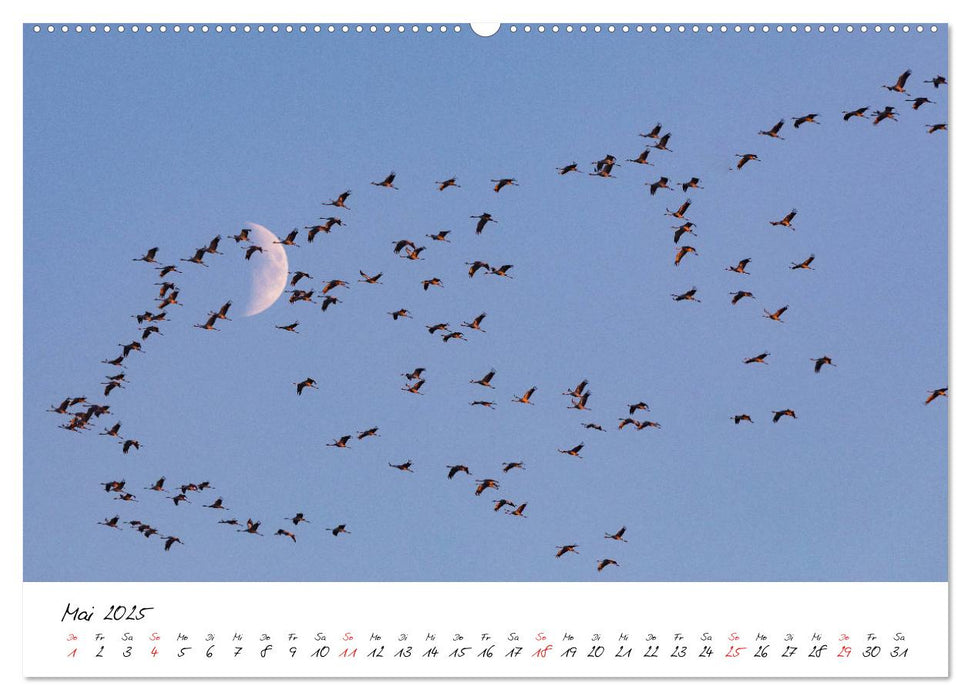 Kraniche am Schlafplatz - im Naturparadies der Mecklenburgischen Seenplatte (CALVENDO Premium Wandkalender 2025)