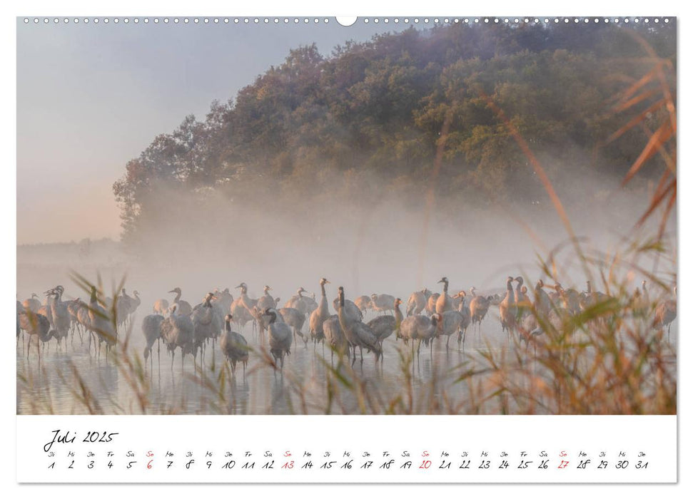 Kraniche am Schlafplatz - im Naturparadies der Mecklenburgischen Seenplatte (CALVENDO Premium Wandkalender 2025)