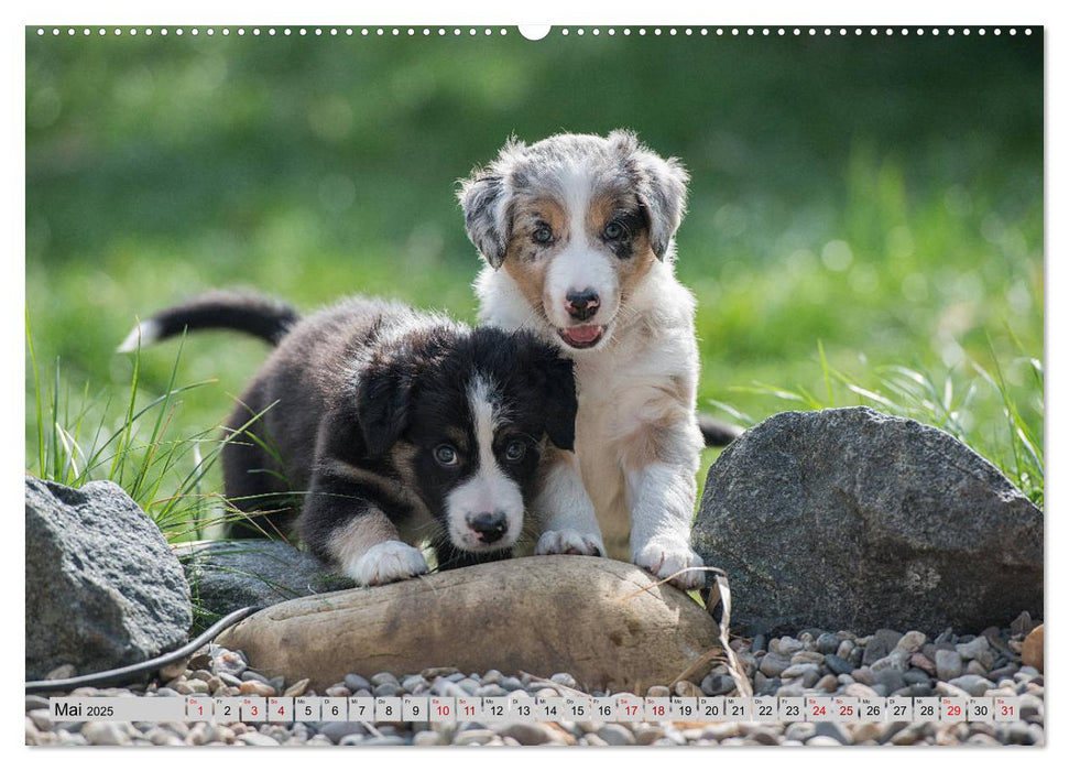 Border Welpen (CALVENDO Wandkalender 2025)