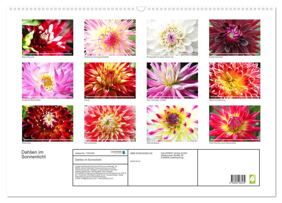 Dahlien im Sonnenlicht (CALVENDO Wandkalender 2025)