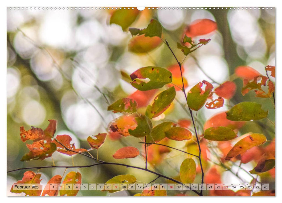 Lieblingsfarbe Herbst (CALVENDO Premium Wandkalender 2025)