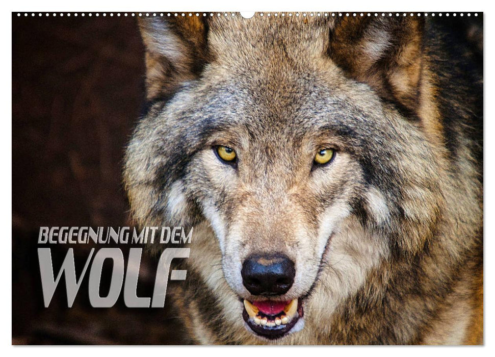 Begegnung mit dem Wolf (CALVENDO Wandkalender 2025)