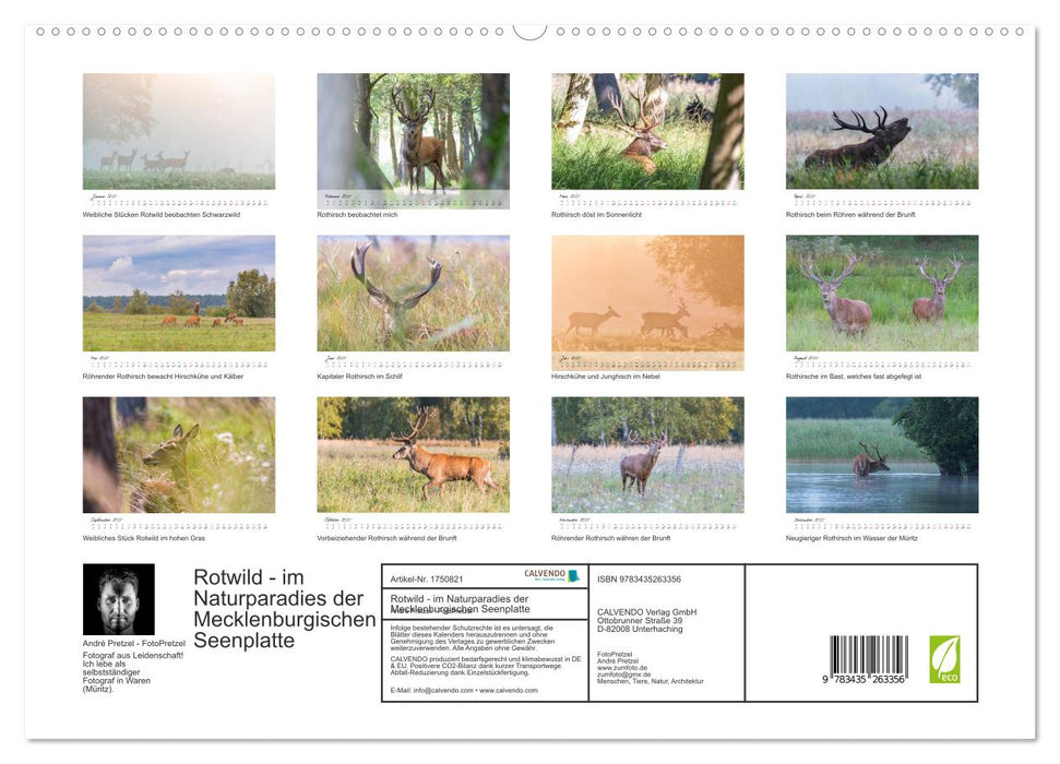 Rotwild - im Naturparadies der Mecklenburgischen Seenplatte (CALVENDO Premium Wandkalender 2025)