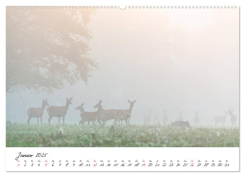 Rotwild - im Naturparadies der Mecklenburgischen Seenplatte (CALVENDO Premium Wandkalender 2025)