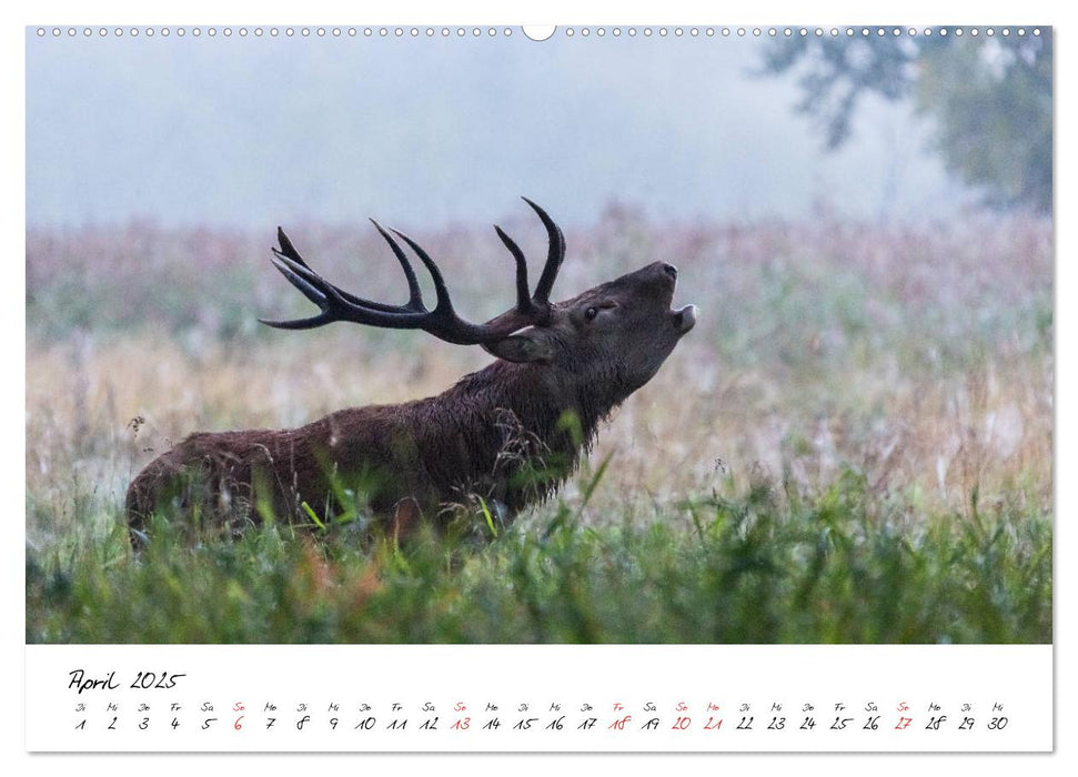 Rotwild - im Naturparadies der Mecklenburgischen Seenplatte (CALVENDO Premium Wandkalender 2025)