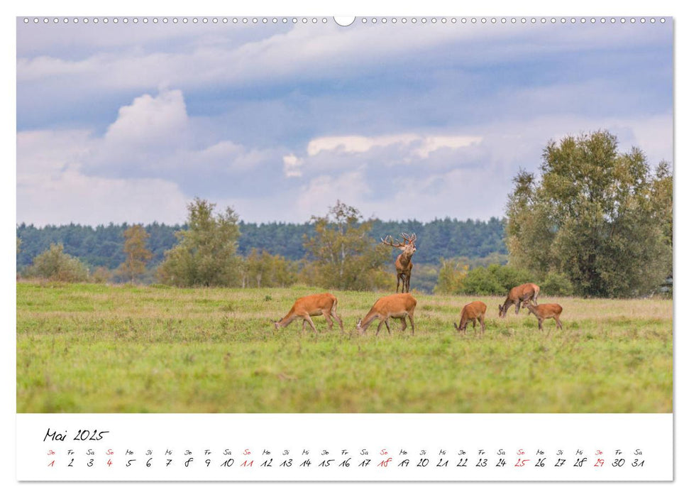 Rotwild - im Naturparadies der Mecklenburgischen Seenplatte (CALVENDO Premium Wandkalender 2025)