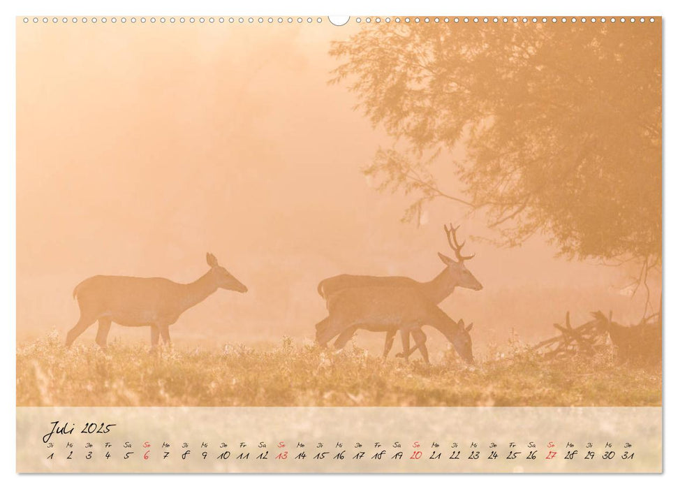 Rotwild - im Naturparadies der Mecklenburgischen Seenplatte (CALVENDO Premium Wandkalender 2025)