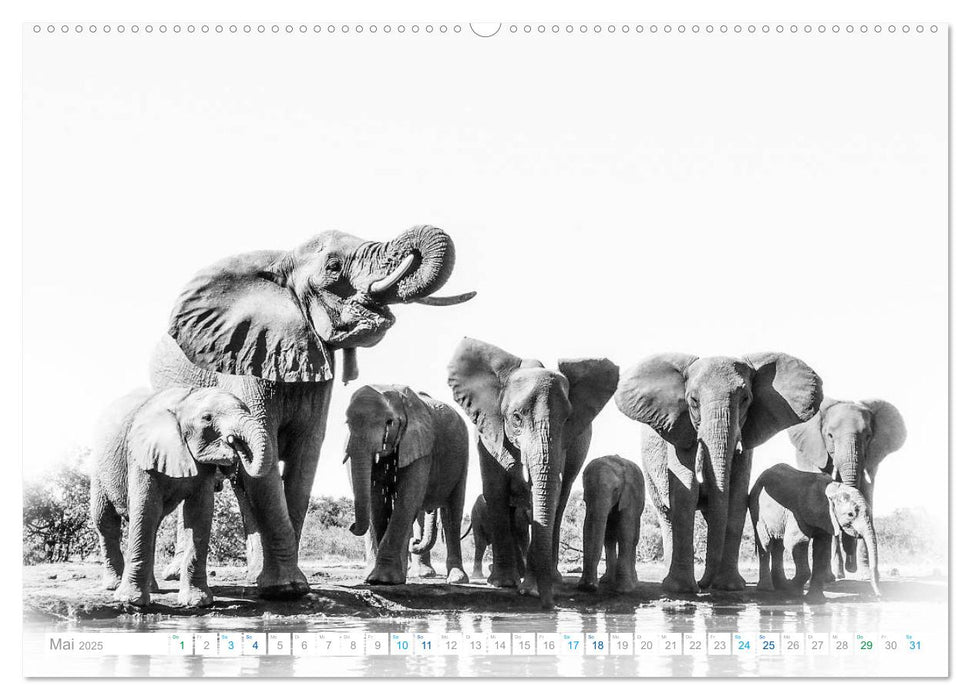 AFRIKA - Schwarz-weiss Fotografien im modernen "High Key" Look (CALVENDO Premium Wandkalender 2025)