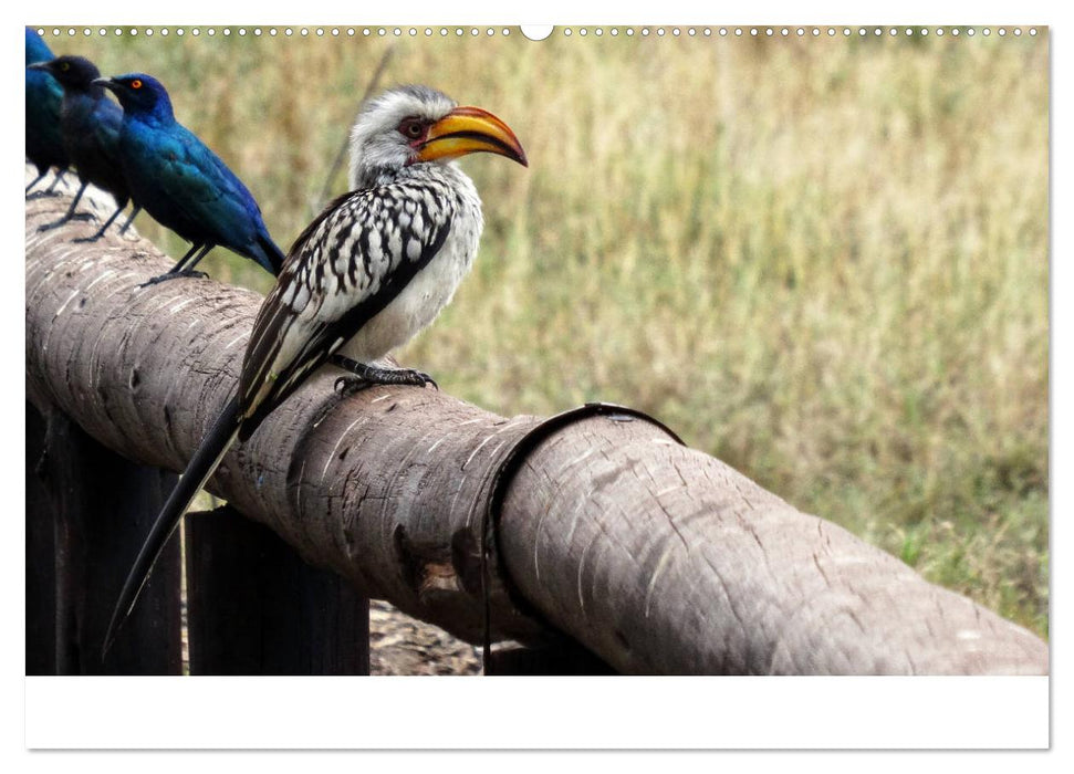 Afrika - Tiere im Krüger Nationalpark (CALVENDO Premium Wandkalender 2025)