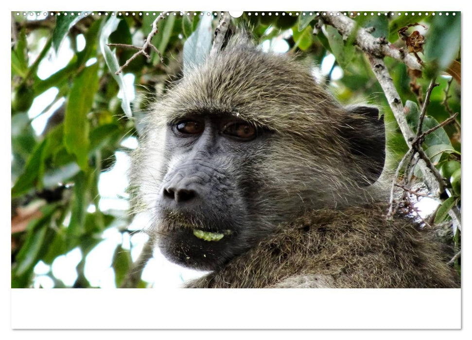 Afrika - Tiere im Krüger Nationalpark (CALVENDO Premium Wandkalender 2025)