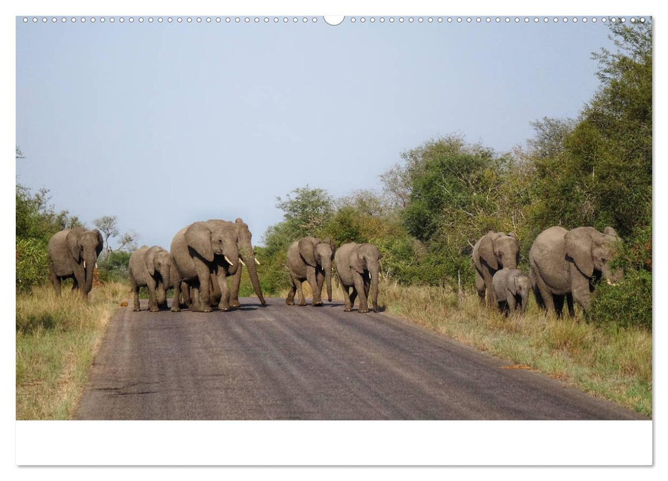 Afrika - Tiere im Krüger Nationalpark (CALVENDO Premium Wandkalender 2025)