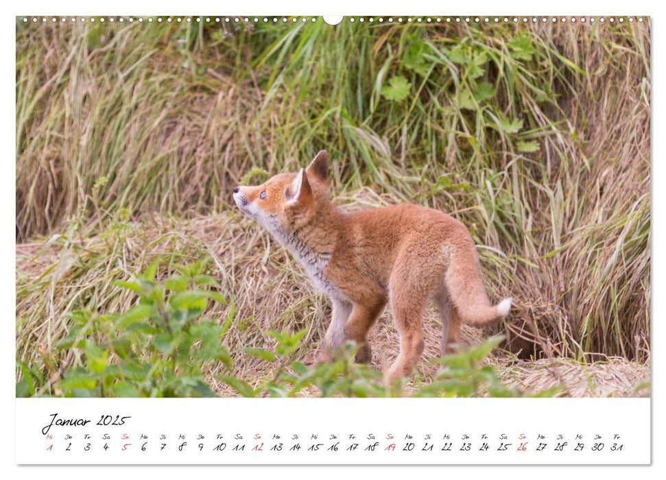 Fuchs entdeckt - im Naturparadies der Mecklenburgischen Seenplatte (CALVENDO Premium Wandkalender 2025)