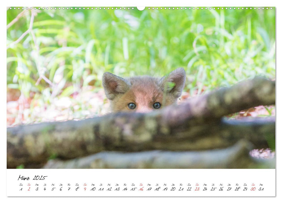 Fuchs entdeckt - im Naturparadies der Mecklenburgischen Seenplatte (CALVENDO Premium Wandkalender 2025)